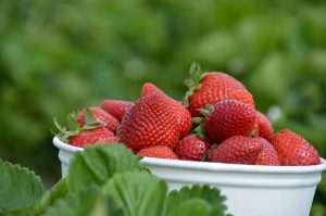 Pick Your Own Berries at Butler's Orchard