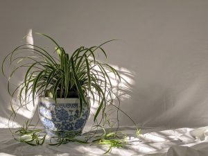 potted plant against a white background